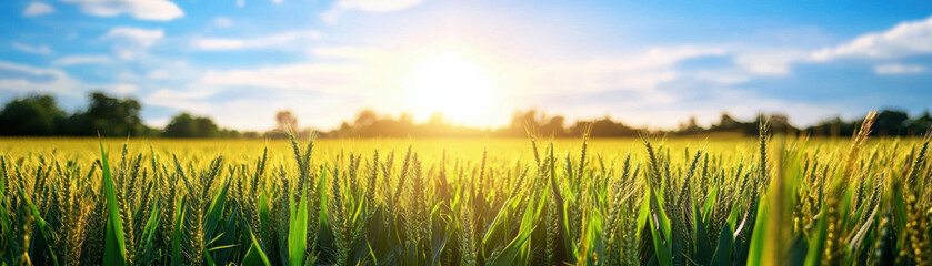Fototapeta premium Scenic view of a lush, green cornfield at sunrise with blue skies and clouds, symbolizing agricultural prosperity and natural beauty.