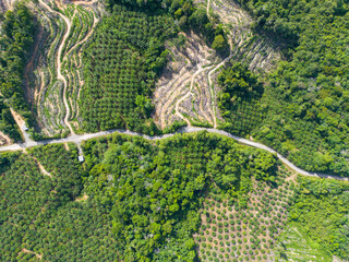 Aerial view of land clearing or deforestation on hilly terrain. A process to prepare the land for palm oil plantation, or farming. 