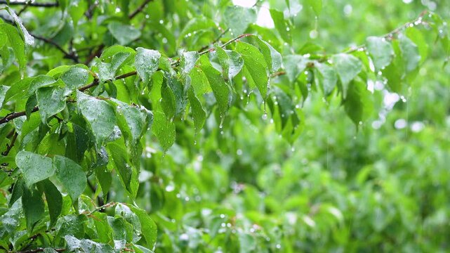 Close-up footage of Tree Branch with Raindrops During Summer Rainfall in Forest. 4k 10bit footage.	
