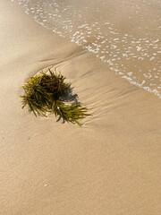 Wave washing on the beach with seaweed on the sand