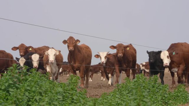  View Of Cows Herd Grazing On Pasture