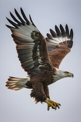 Fototapeta premium Osprey Flying on White Background, Realistic Photo, Pattern Background, Wallpaper, Cover and Screen for Smartphone, Cell Phone, Computer, Laptop