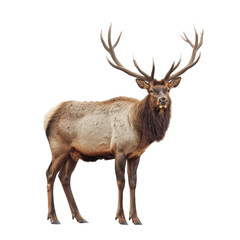 A Male Elk with Large Antlers Standing