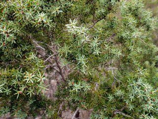 Obraz premium Wild herbs greenery natural background in the forest