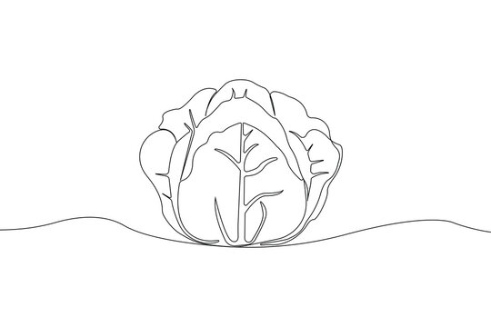 recommend clip art: Cabbage one line art drawing isolated on white background.