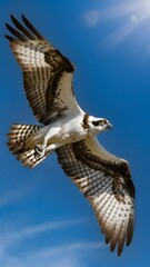 Fototapeta premium Osprey Flying with Blue Sky Background, Realistic Photo, Pattern Background, Wallpaper, Cover and Screen for Smartphone, Cell Phone, Computer, Laptop
