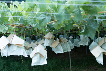 A Vineyard Where Grapes Are Meticulously Protected in Individual Paper Bags, Demonstrating Traditional Japanese Methods of Shielding Fruit from Pests and Weather for Optimal Quality