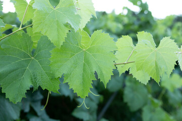 A Close-Up of Lush, Green Grape Leaves in a Vineyard, Capturing the Vivid Color and Detailed Veining That Reflects the Vitality and Health of the Grape Vines