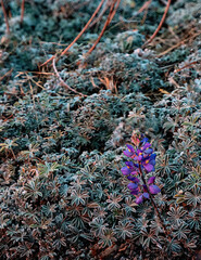 683-59 Silver Lupine