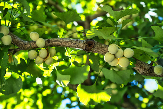 Tokyo, Japan -August 17, 2024: Fresh immature gingko nuts on a tree
