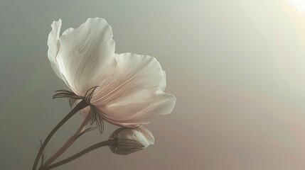 A softly graceful flower against a muted backdrop