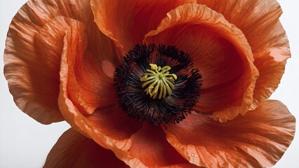 Red poppy flower isolated on white background