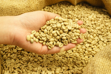 Fototapeta premium hand holding raw coffee bean.