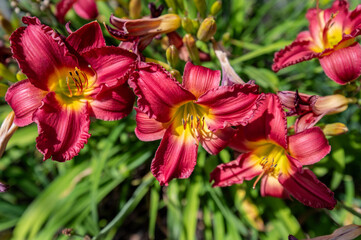 'Pardon Me' Daylily (Hemerocallis)
