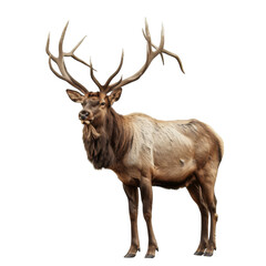 A Large Male Elk With Majestic Antlers Stands Against
