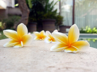 Set of beautiful relaxing flowers on the pool