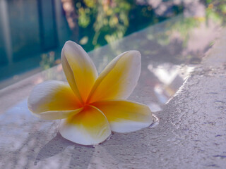 Set of beautiful relaxing flowers on the pool