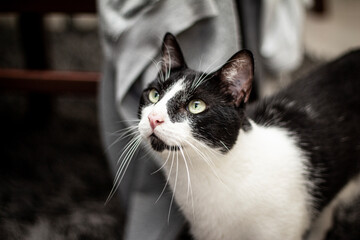 Gato mirando a un lado