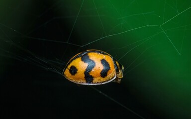 Prey of spider.