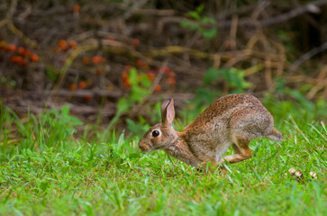 Eastern cottontail rabbit casually hopping through a yard
