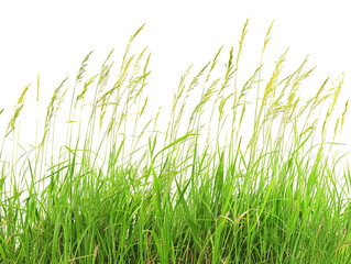 Fototapeta premium grass isolated on white background