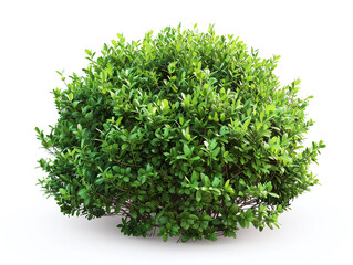 Naklejka premium green bush isolated on white