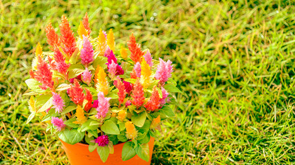 カラフルなケイトウの鉢植え