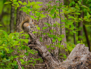 Eastern gray squirrel eating in a classical pose perched on the end of a dead branch 