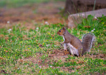Eastern gray squirrel standing and looking tentative before deciding to forage for food