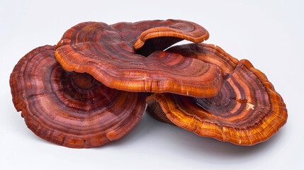 Obraz premium reishi mushroom, Ganoderma lucidum isolated on white