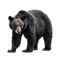 Fototapeta premium A Black Bear Standing