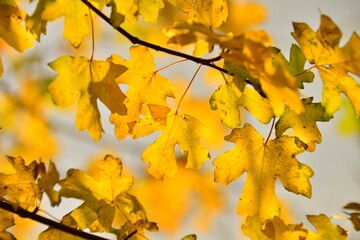 Sunlit Yellow Autumn Leaves on a Branch