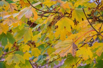 Golden Autumn Maple Leaves on Tree Branch