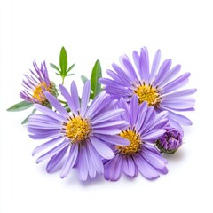 Close up of rurple aster flowers on an isolated white background