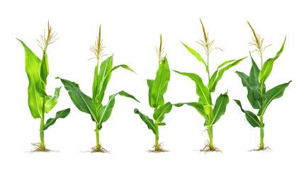 Fototapeta premium Collection corn plan isolated on transparent background for garden design.