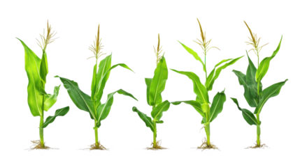 Collection corn plan isolated on transparent background for garden design.