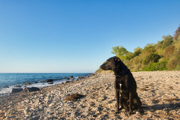 Black labrador retriever sitting on a beach at the Baltic Sea in Rerik, Germany looking at the water.
