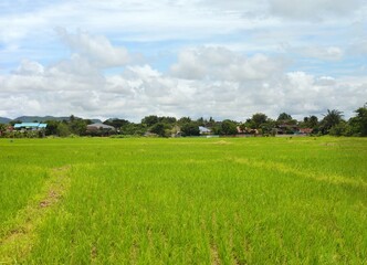 landscape with rice field in the countryside