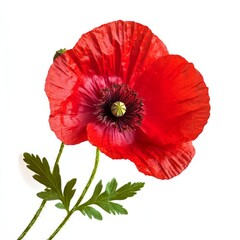 Close up of red poppy flower and leaves on an isolated white background