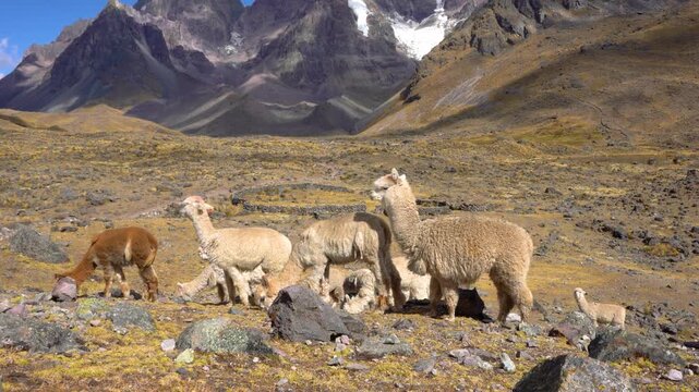 Group of alpacas eating in landscapes of Cusco, Peru on the route of 7 lagoons
