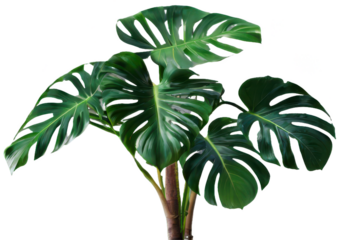 Monstera tree on transparent background, realistic monstera green leaf isolate die cut png file