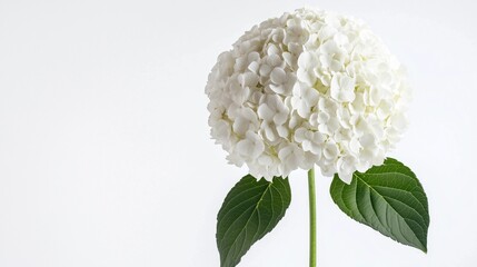 白いアジサイの花