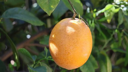Orange Tree In Garden