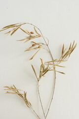 Obraz premium Dry olive branch top view on white background. Aesthetic minimalism. Poster. Neutral color. Floral card 