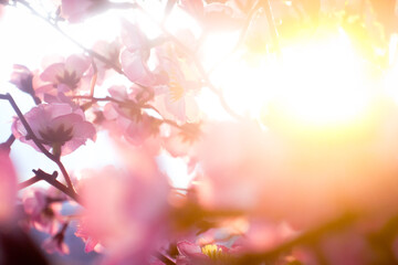 Fototapeta premium background with flowers