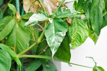 Syngonium podophyllum, Arrowhead Vine or Goosefoot Plant or Araceae