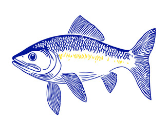 Isolated Fish Vector Illustration on White Background.