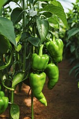 green sweet pepper in greenhouse