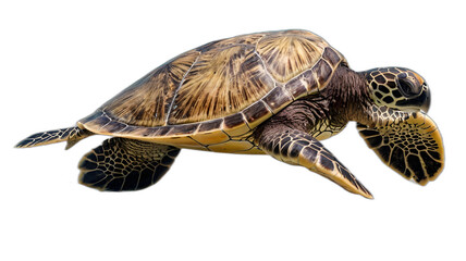 Fototapeta premium Sea turtle isolated on white