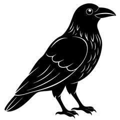 Fototapeta premium crow isolated on white, crow vector illustration, petvector art, crow silhouette, animal vector icon, crow line art, eps